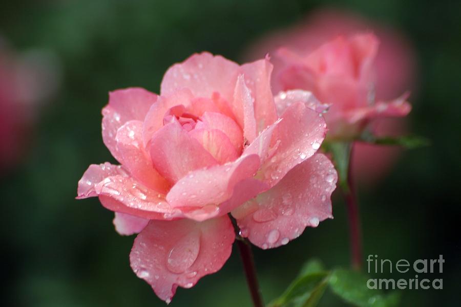 Rose Photograph - Blush by Living Color Photography Lorraine Lynch