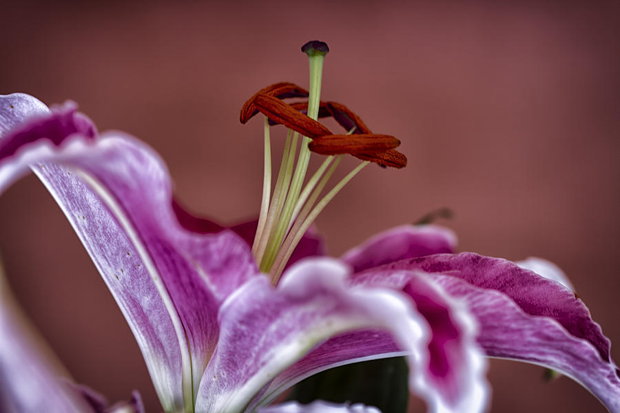 Lily Photograph - Blushing Bloom by Linda Tiepelman