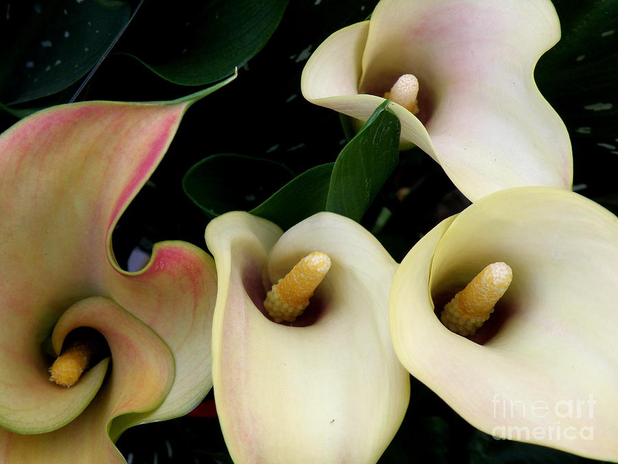 Blushing Calla Lilies Photograph by Lainie Wrightson