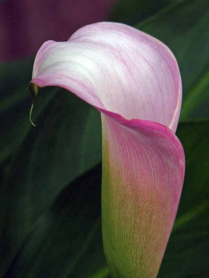 Blushing Calla Lily Photograph by Chris Anderson