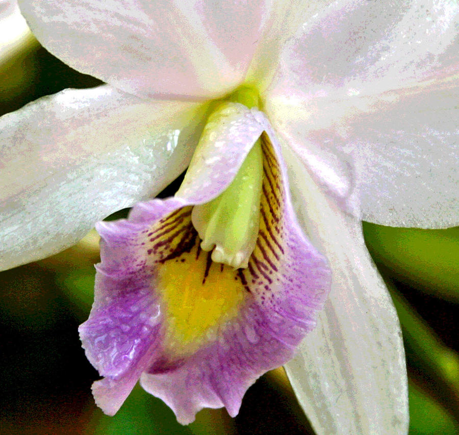 Blushing Orchid Photograph by Patricia Haynes