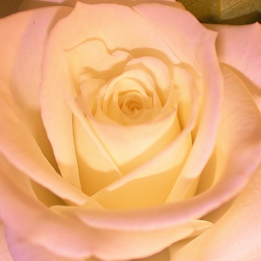 Blushing Rose Photograph by Bruce Bley - Fine Art America