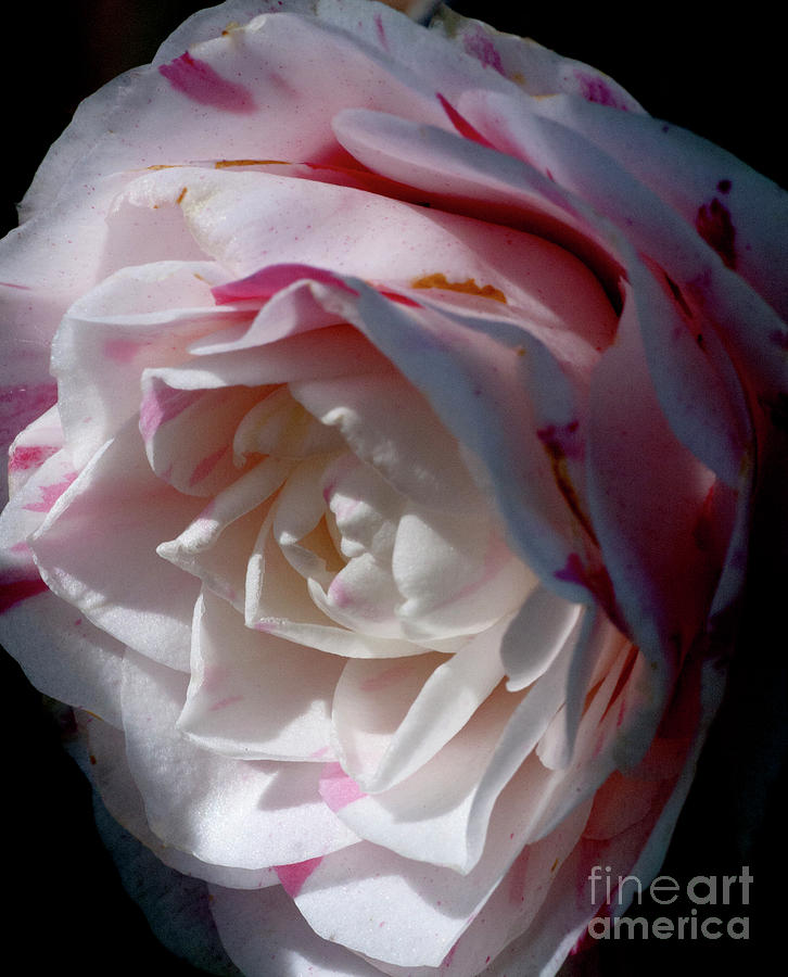 Blushing White Rose Photograph by Gilbert Artiaga