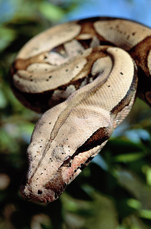 Boa Constrictor Boa Constrictor Photograph by Claus Meyer