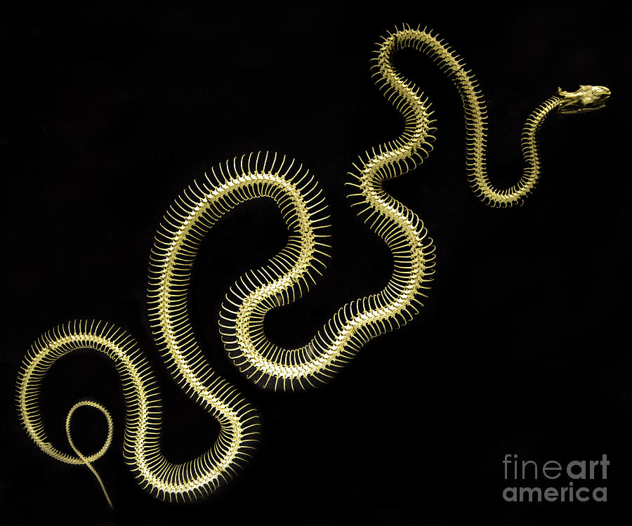 Snake Photograph - Boa Constrictor Skeleton by Bob Christopher