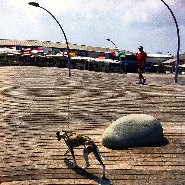Cool Photograph - #boardwalk #dog #man #telaviv #walking by Alon Ben Levy