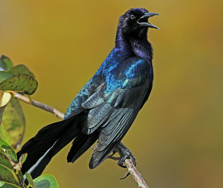 Boat Tail Grackle Photograph by Larry Nieland