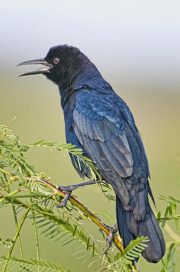 Boat-tailed Grackle at Lacassine Photograph by Bonnie Barry