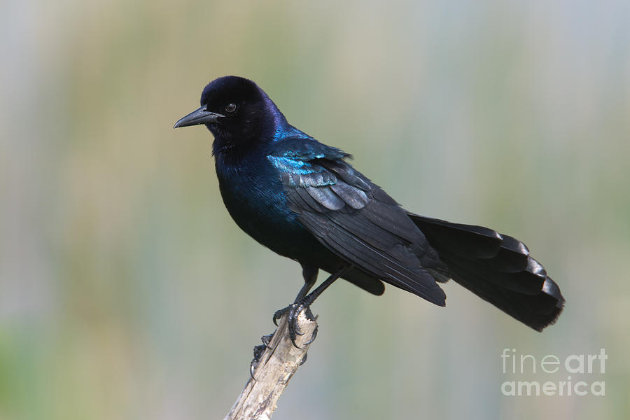 Boat-tailed Grackle Photograph by Clarence Holmes