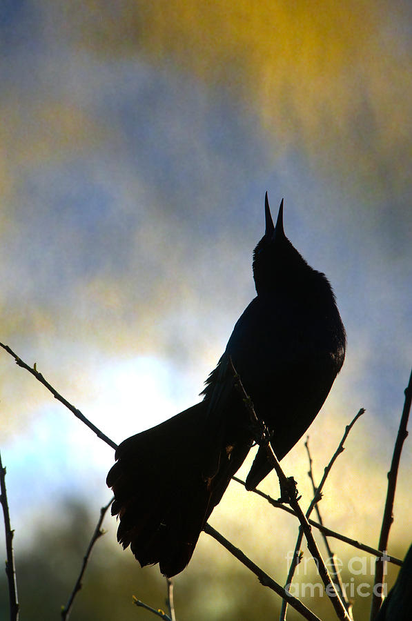 Boat-tailed Grackle Photograph by Mark Newman and Photo Researchers