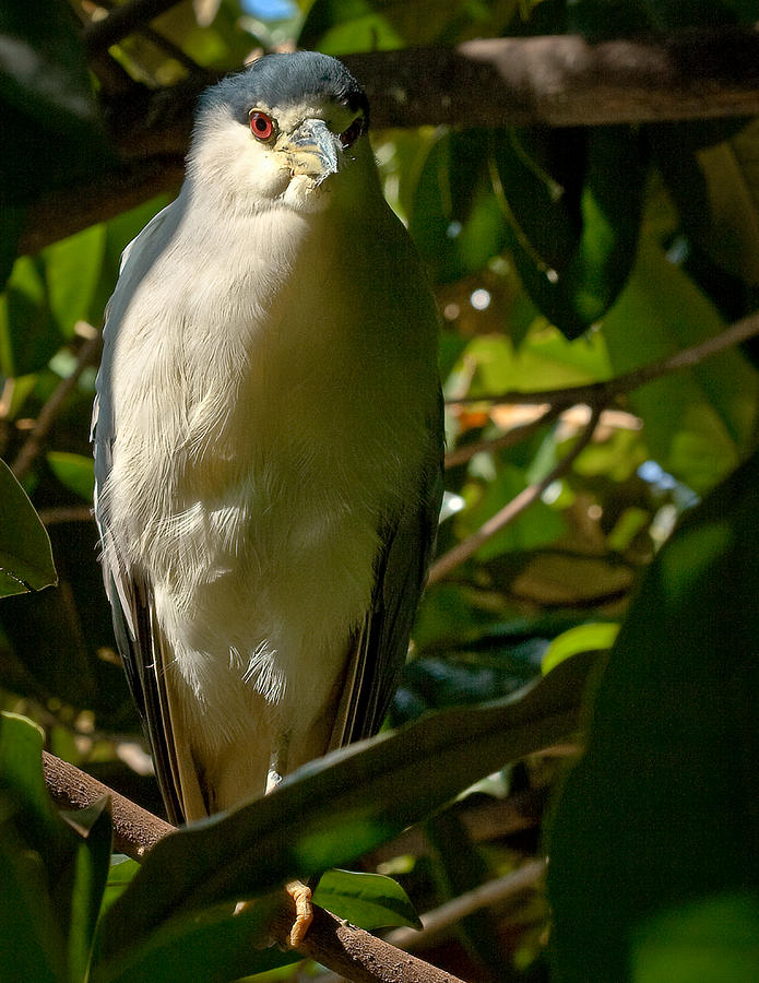 BlackCrowned Night Heron Photograph by Jean Noren
