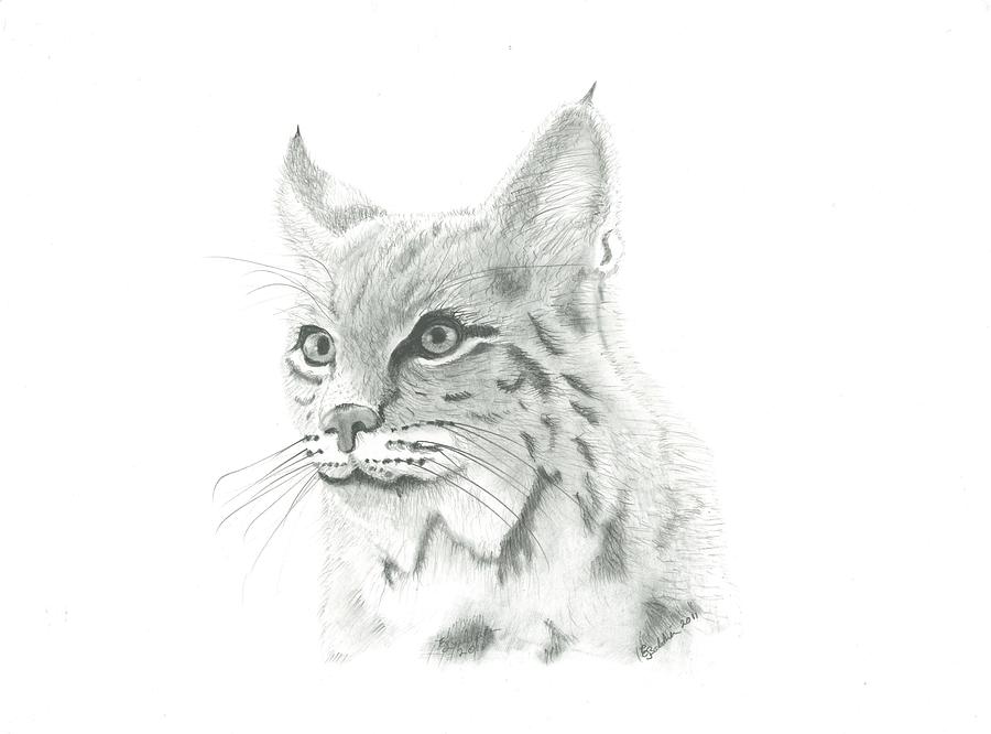 Wildlife Drawing - Bob Cat 1 by EJ John Baldwin