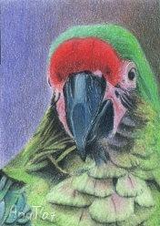 Bob is a Pretty Boy - ACEO Drawing by Ana Tirolese
