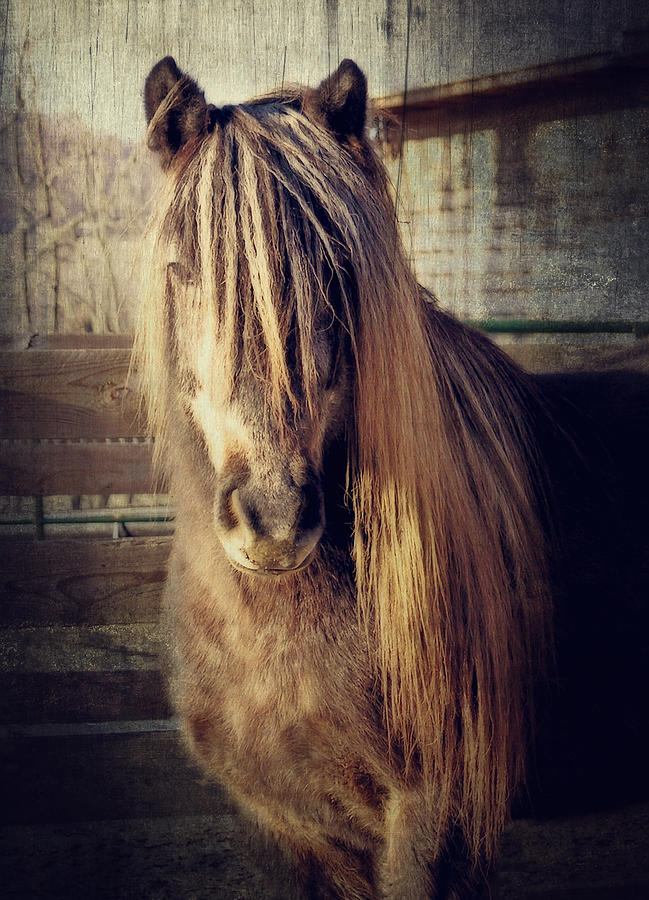 Horse Photograph - Bobby by Kathy Jennings
