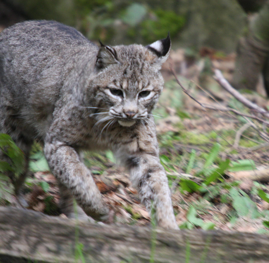 Wildlife Photograph - Bobcat - 0004 by S and S Photo