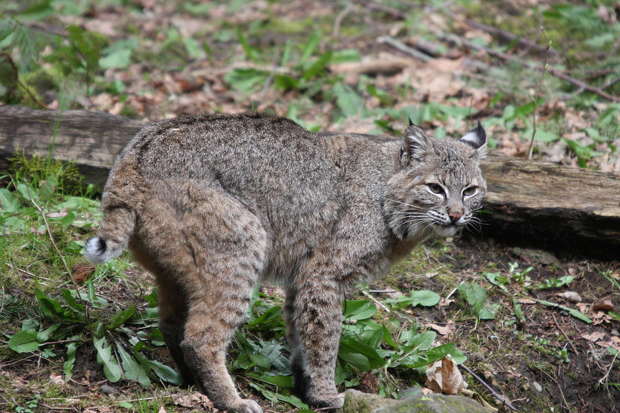 Bobcat - 0019 Photograph by S and S Photo | Fine Art America