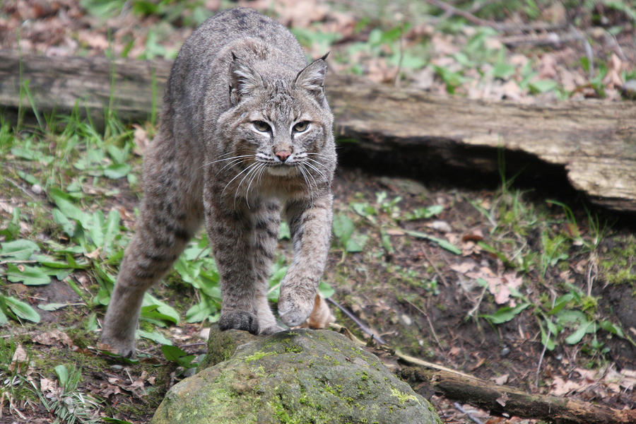 Bobcat - 0020 Photograph by S and S Photo