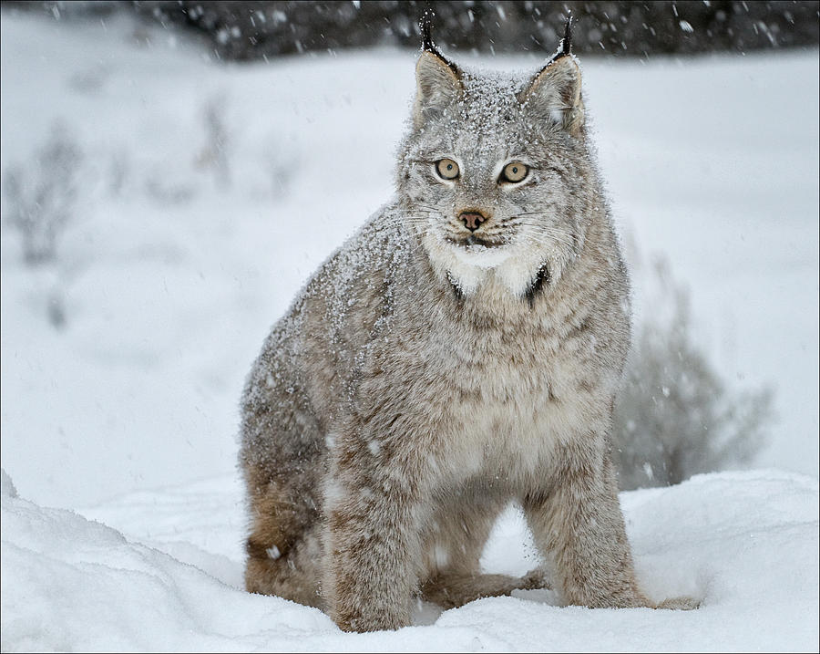 Bobcat Photograph by Howard Knauer - Fine Art America