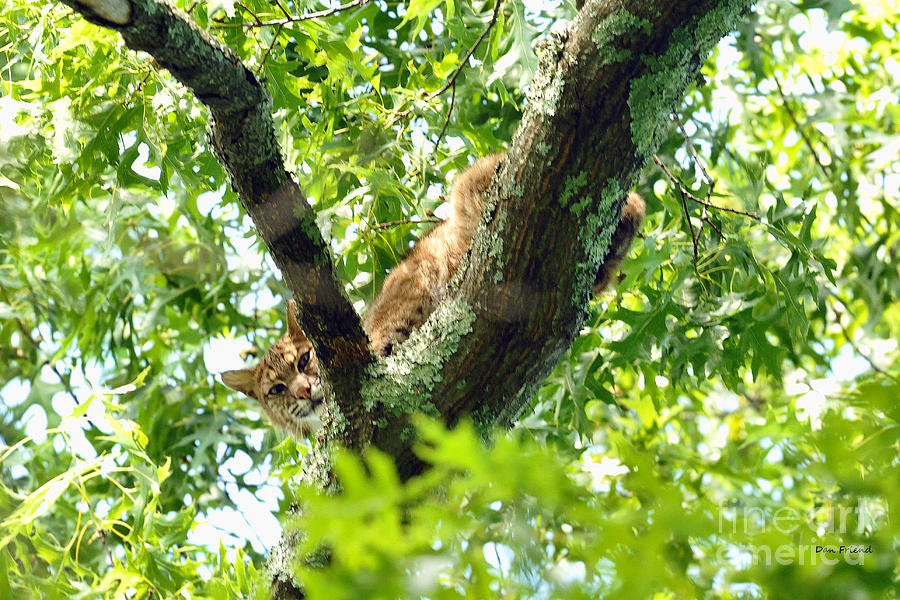 Bobcat in tree Photograph by Dan Friend