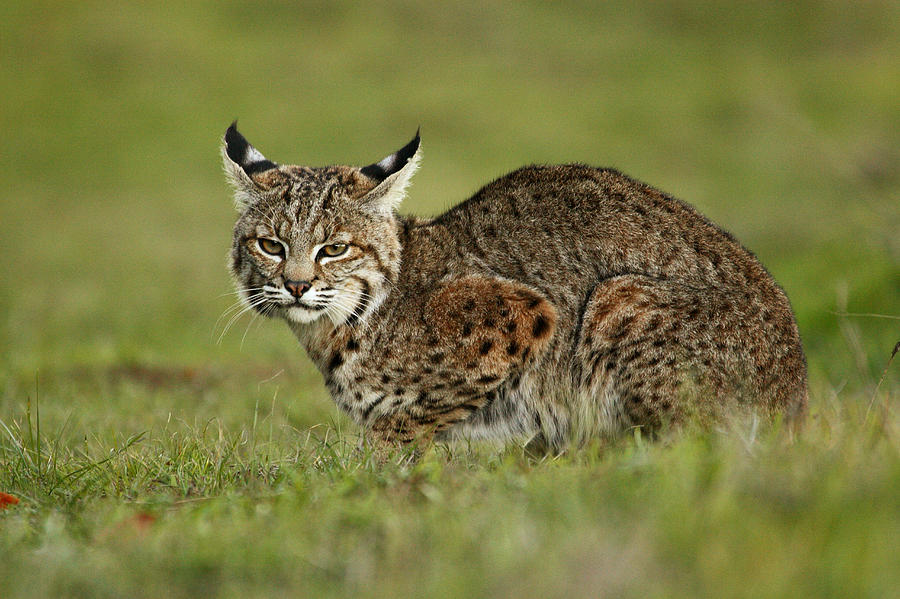 Bobcat Juvenile Santa Cruz California Photograph by Sebastian Kennerknecht