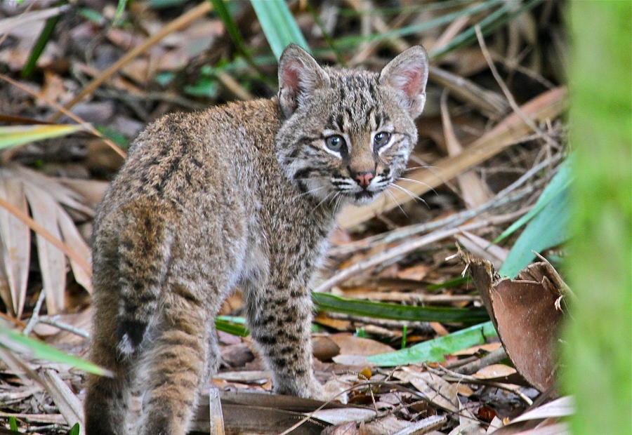 bobcat smith