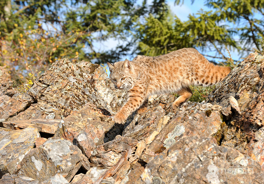 Bobcat on the Prowl Photograph by Dennis Hammer