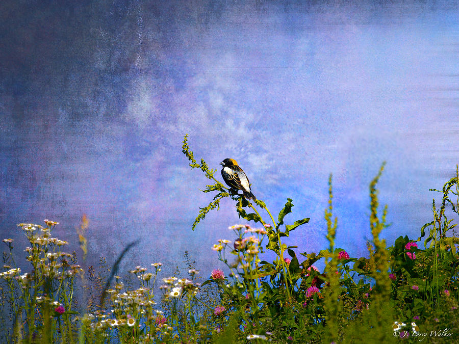 Bobolink Among The Wildflowers Digital Art by J Larry Walker