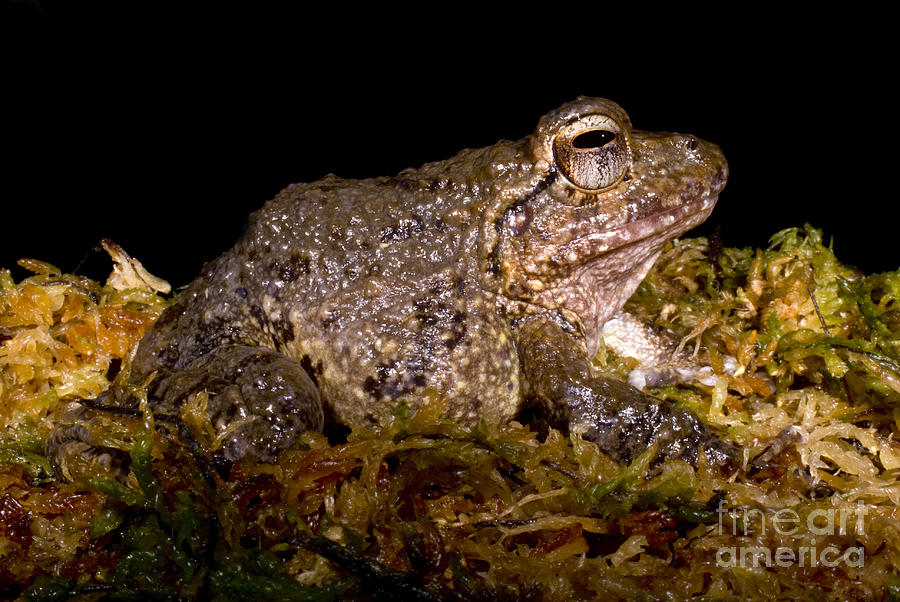 Bobs Robber Frog Photograph by Dante Fenolio