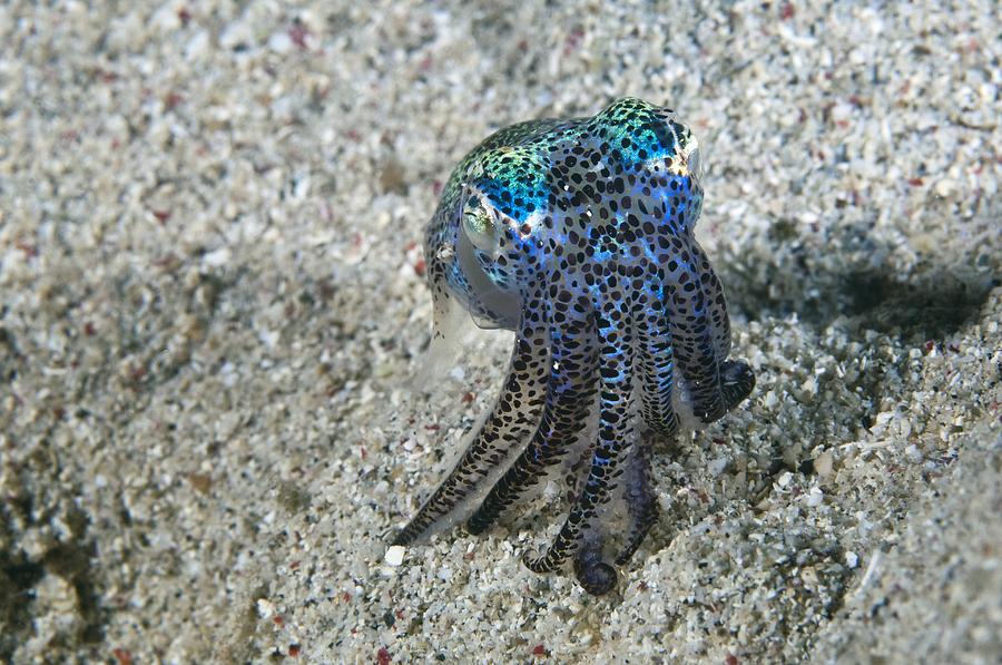 Nature Photograph - Bobtail Squid On The Seabed by Matthew Oldfield