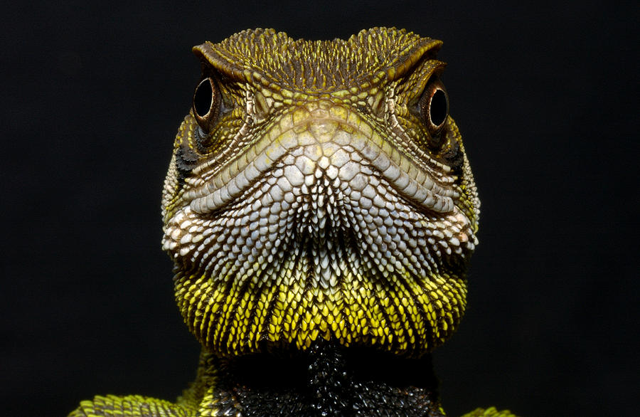 Bocourts Dwarf Iguana Enyalioides Photograph by Pete Oxford