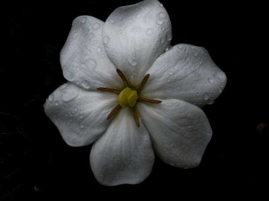 Flower Photograph - Body Mind and Spirit by Victoria Ashley