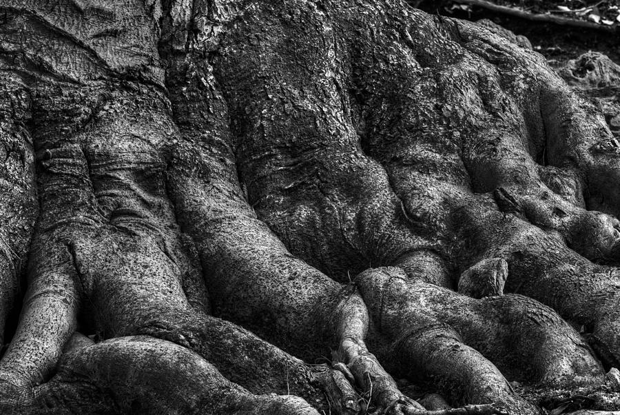 Body of Tree Roots Photograph by Dennis Dame