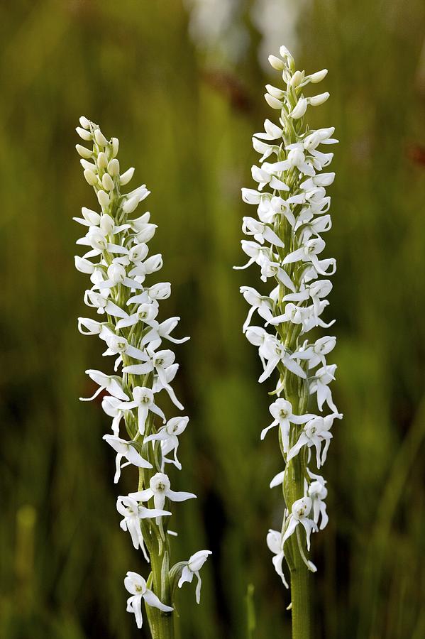 Bog Orchids (platanthera Leucostachys) Photograph by Bob Gibbons - Fine ...