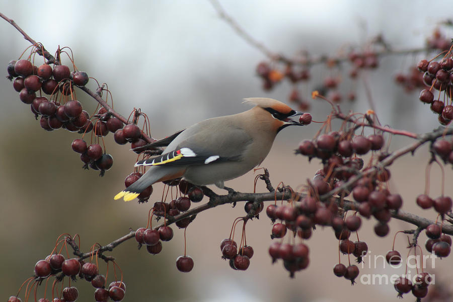 Spring Photograph - Bohemian Waxwing by Chris Hill