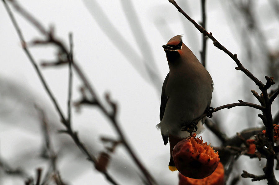 Bohemian Waxwing Photograph by Mike Martin