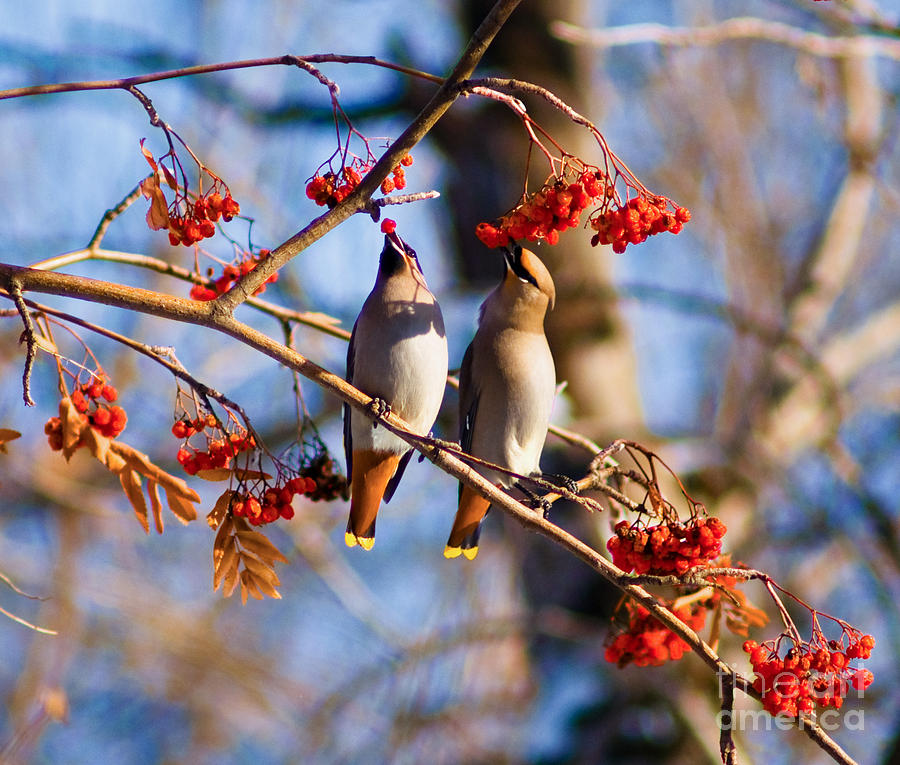Wildlife Photograph - Bohemian Waxwings Eating Berries 1 by Terry Elniski