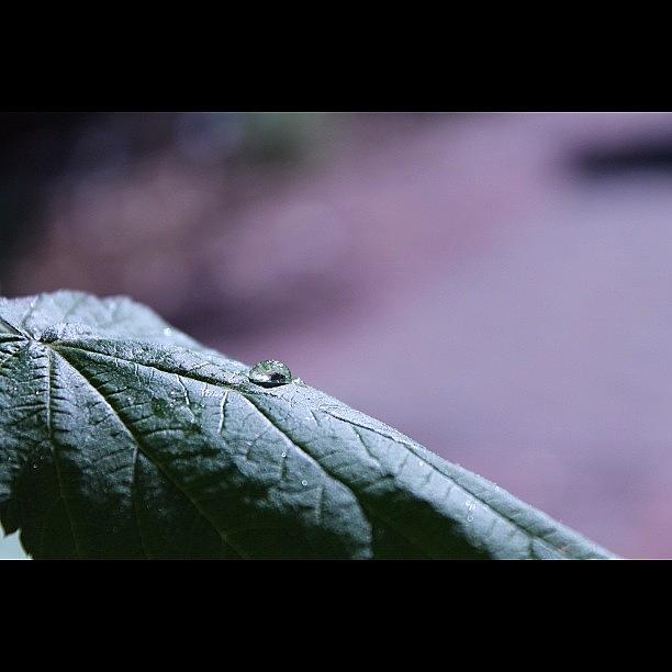 Nature Photograph - #bokeh #leaf #garden #waterdrop #water by Anthony Wang