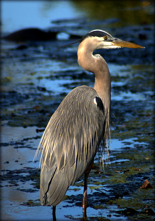 Bold Beautiful and Regal Photograph by John Wright | Fine Art America