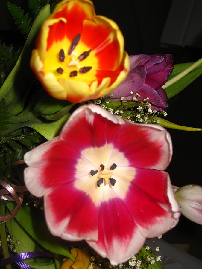 Flower Photograph - Bold Color Flowers by Jose Lopez