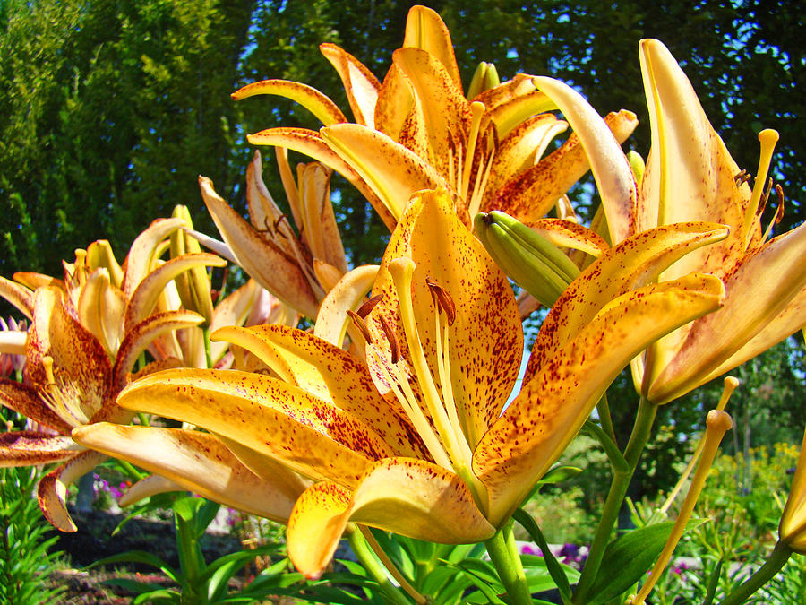 Bold Colorful Orange Lily Flowers Garden Photograph