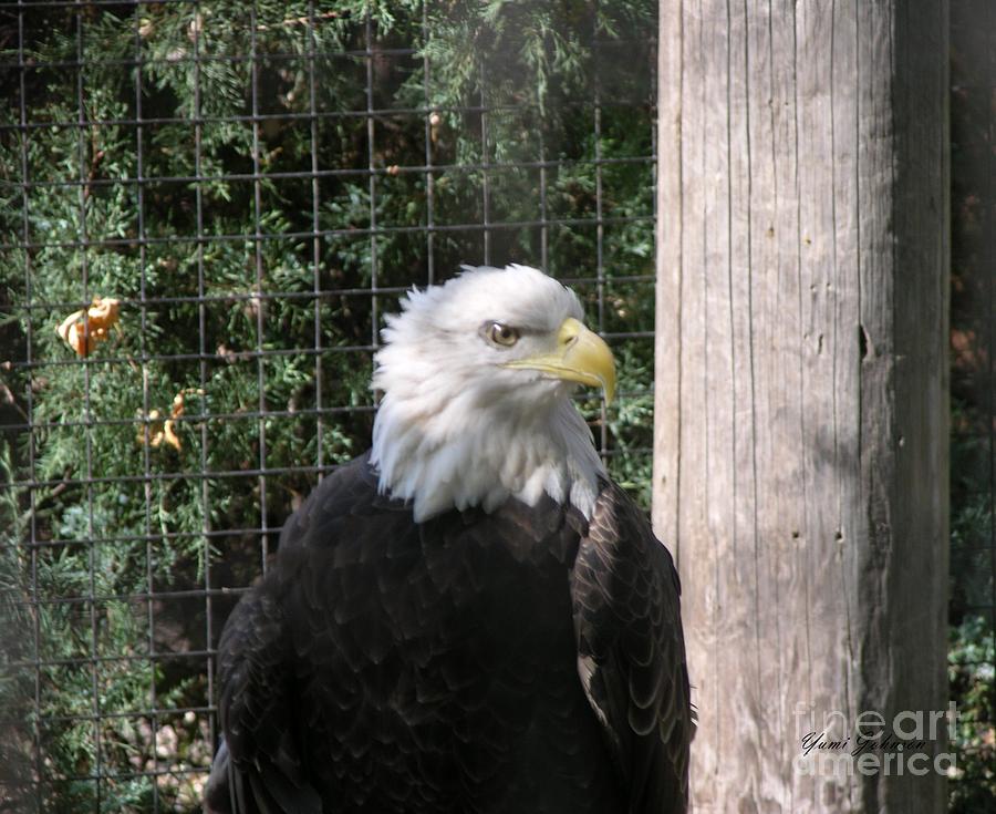 Bold Eagle  Photograph by Yumi Johnson
