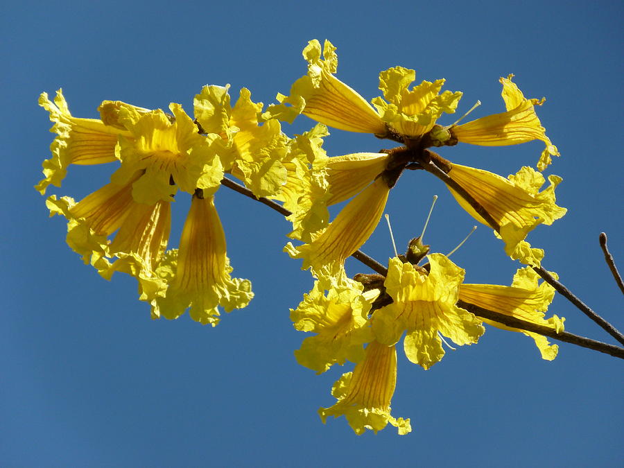 Bold Yellow Flower Blue Sky Photograph by Jeff Lowe