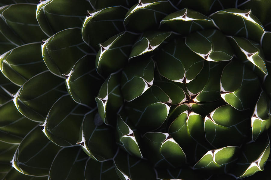 Light Photograph - Bolivian Plant In Late Afternoon Light by Robert Postma