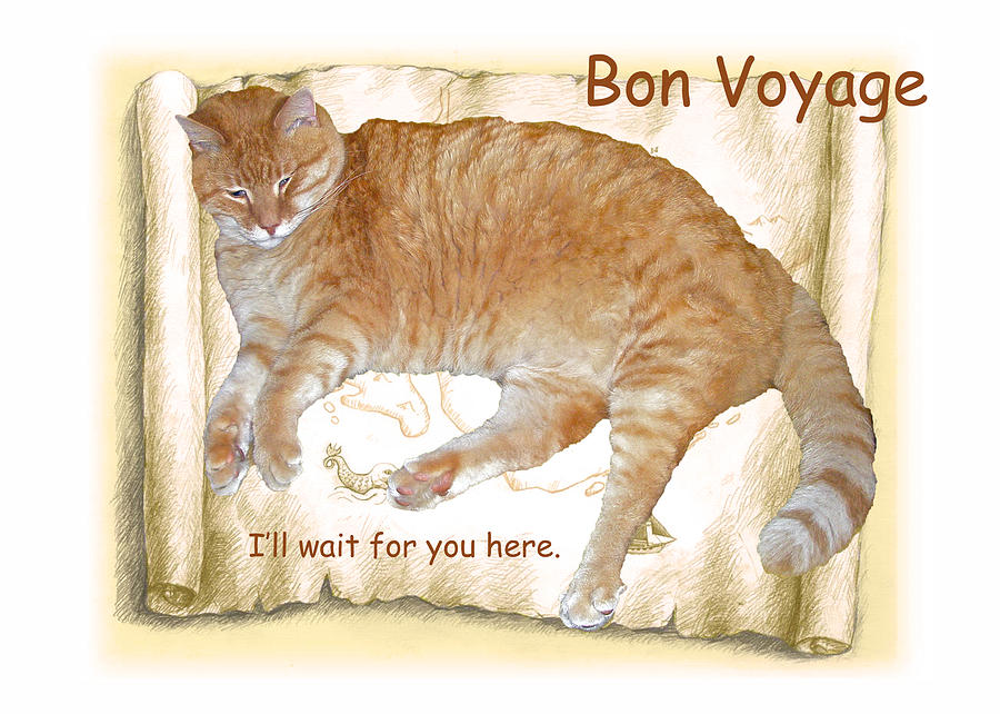 Bon Voyage Card - Cat Stays Home Photograph by Carol Senske