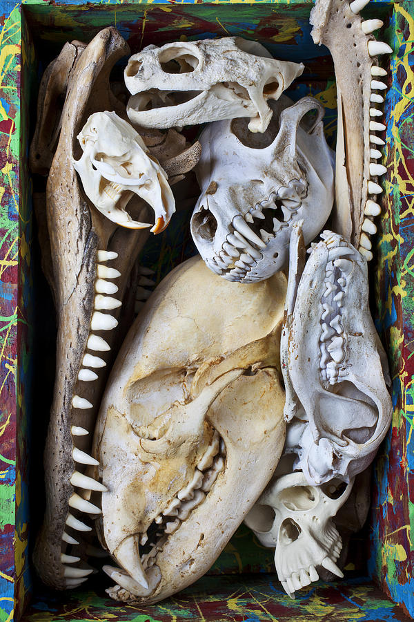 Skull Photograph - Bone Box by Garry Gay