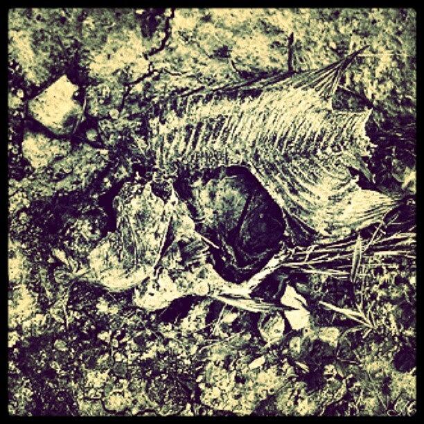 Fish Photograph - Bone Dry #huntingburg #bones #fish #art by Melissa Lutes