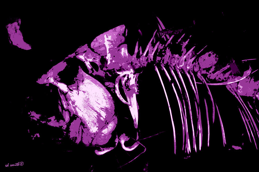 Bone Fish II - Prehistoric Purple Photograph by Edward Smith