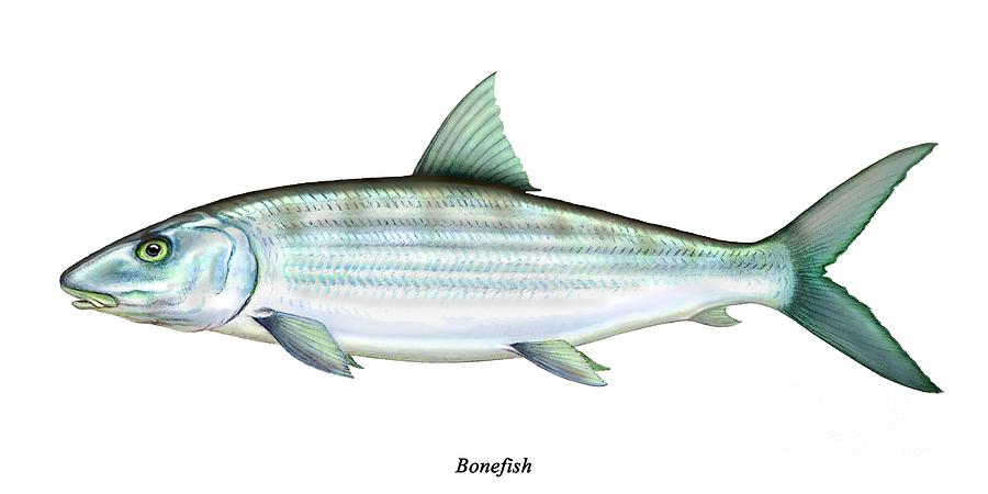 Bonefish by Charles Harden