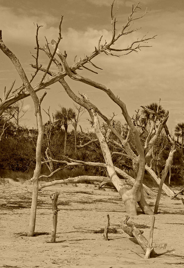 Boneyard in sepia Photograph by Suzanne Gaff