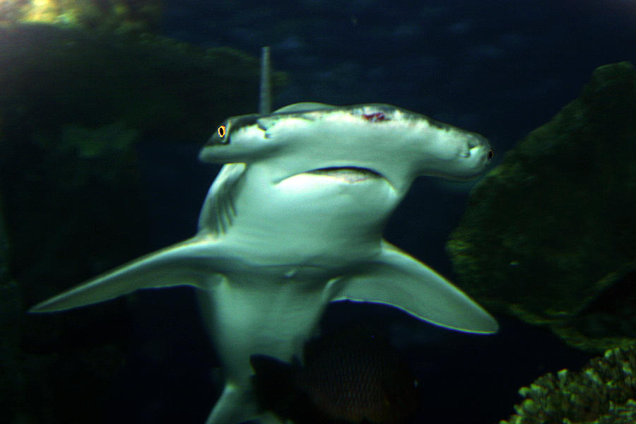 Bonnet Head Shark Photograph by Anthony Jones